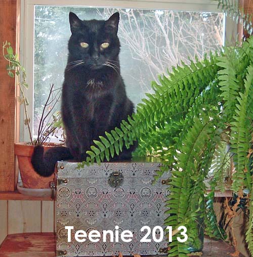 Teenie, 2013